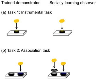 Evidence for Social Learning in a Family Living Lizard